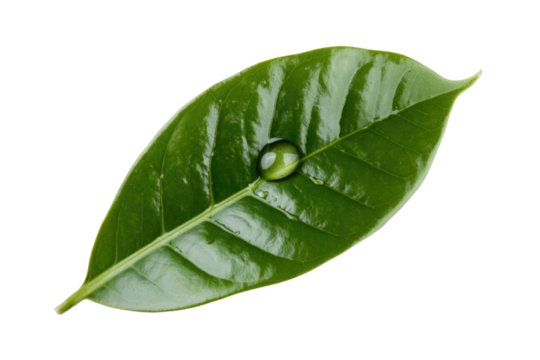 A single water droplet rests on a vibrant green leaf, showcasing nature's purity and freshness. background removed