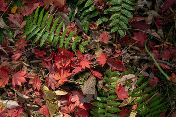 A fern covered with fallen leaves