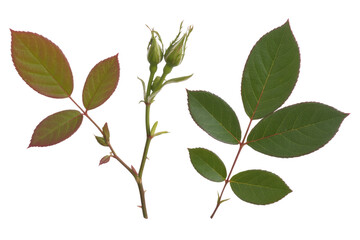 Fototapeta premium Two rose sprigs, one with unopened buds and the other with mature leaves, isolated on a transparent background. background removed