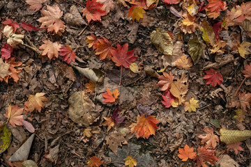 Fallen maple leaves