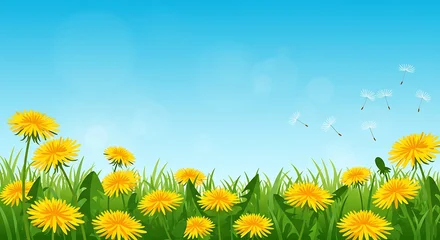 Keuken achterwand Gras Vibrant dandelions blooming in green grass under a clear blue sky  © Marfel