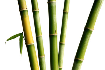 Obraz premium Close-up of vibrant green bamboo stalks with a young shoot, set against a deep transparent background. background removed