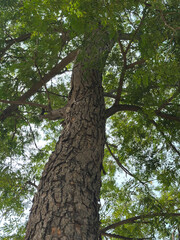 Fototapeta premium Majestic tree reaches for the sky with vibrant green leaves in a tranquil summer setting