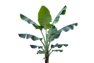 Obraz premium A young banana plant with large, vibrant green leaves, isolated on a transparent background. background removed