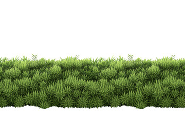  Lush green hedge, perfect for landscaping designs, offering a natural and vibrant border. background removed