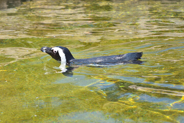 ケープペンギン