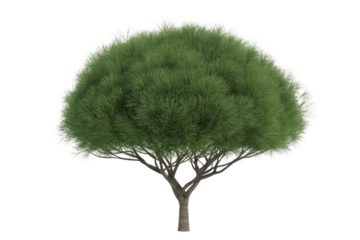 A lush, green tree with a full, round crown isolated on a transparent background. background removed