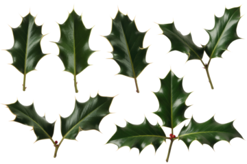 Collection of eight glossy green holly leaves with a few red berries, isolated on a transparent background. background removed