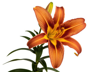 A vibrant orange daylily with yellow center, isolated on a transparent background. A beautiful summer bloom. background removed
