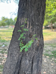 New life sprouts from an old tree trunk symbolizing resilience and growth in nature park