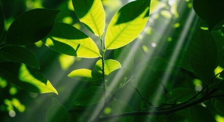Bright sunlight streaming through lush green leaves, casting beautiful light rays and creating a fresh, vibrant nature background.