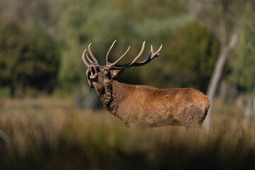BRAME DU CERF ELAPHE