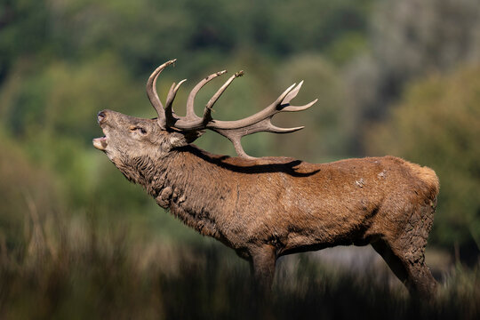 BRAME DU CERF ELAPHE