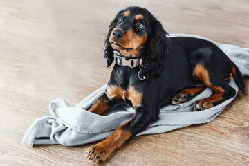 Cute black and tan puppy with long ears lying on soft gray blanket on wooden floor, looking up with curious expression, representing loyalty, comfort, and warm home atmosphere