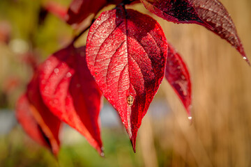 red autumn leaves