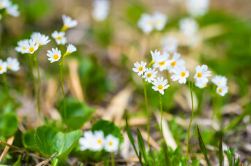 栗駒山に咲くヒナザクラ