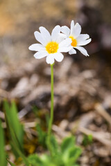 栗駒山に咲くヒナザクラ
