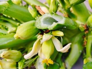 papaya flowers and young papaya fruit