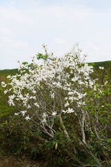 栗駒山に咲くタムシバ