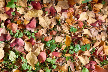 Autumn ground vibrant with fallen leaves in warm reds, oranges, and yellows, interspersed with green plants and small acorn caps.