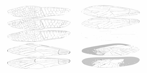 Collection of detailed line drawings and shaded illustrations of insect wings showing venation patterns and cellular structures