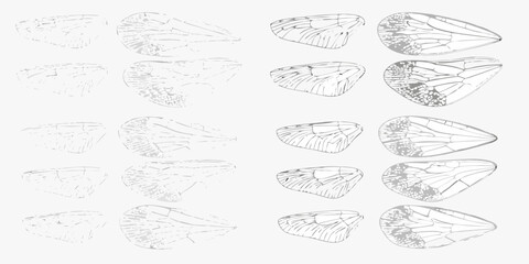 Collection of detailed insect wing illustrations showing vein patterns and textures