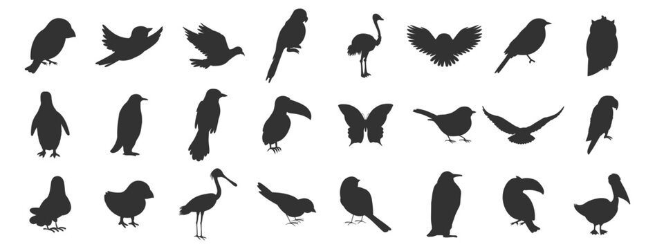 Bird silhouettes set. Various flying and sitting birds vector illustration on transparent background