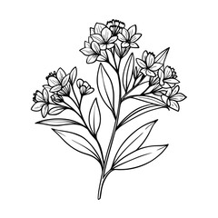 kalmia-polifolia line art on white background