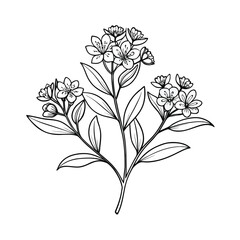kalmia-polifolia-flowers-line-art-with-a-branch on white background