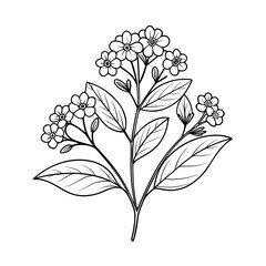 kalmia-polifolia line art on white