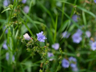 Close-up shot of flowering blue Common chicory plants in nature.