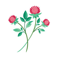 knautia  flower  vector on white background