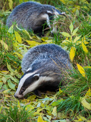 Two European Badgers  Foraging for Food © Stephan Morris 