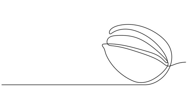 Self drawing animation of single line draw Pistachio Nut . Continuous contour movement of a pistachio. Continuous video with one line, Full length one line animation 4K video. Organic pistachios in.
