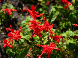 Red Salvia splendens flowers, also known as Scarlet Sage, blooming in nature