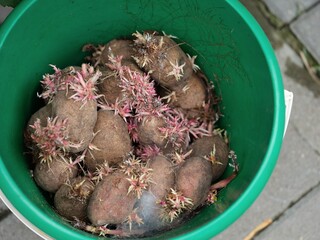 Close-up of a green bucket filled with sprouting potatoes