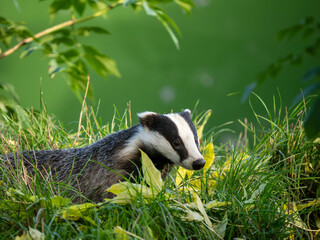 Badger Walking in the Grass © Stephan Morris 
