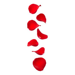 Fototapeta premium Falling red rose petals in soft vertical motion. Romantic, elegant, and perfect for Valentine’s, wedding, or love-themed designs. Isolated on white or transparent background. PNG format.
