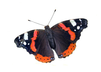 butterfly admiral isolated on transparent background