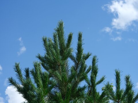 Top of pine tree against a blue sky