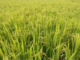 Golden rice field A picturesque view of flourishing crops under sunlight in the countryside