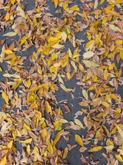 autumn leaves background