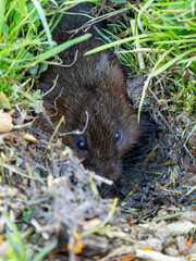 Water Vole Looking Out a Burrow