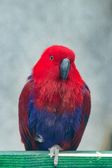Detailed portrait of a beautiful parrot with red head and purple body feathers against neutral backdrop