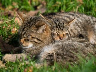 Two Scottish Wildcats Playing in the Grass