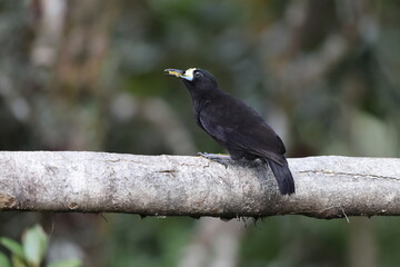 Obraz premium The short-tailed paradigalla (Paradigalla brevicauda) is a species of bird-of-paradise. This photo was taken in Papua new guinea.