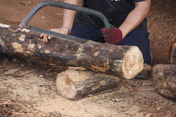Logging wood log by saw for cutting lumber from forest tree outdoor. person applies diligent effort...