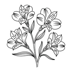 Delicate hand drawn alstroemeria flower illustration