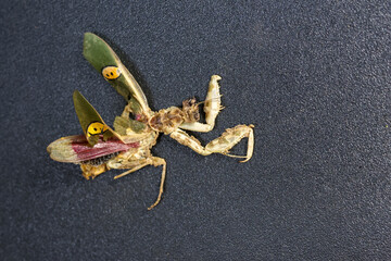 Unique mantis, insect, praying mantis, invertebrate, animal, bug specimen. Its dried form with patterned wings and distinct eye spots expresses quiet stillness. Detailed imagery dark background