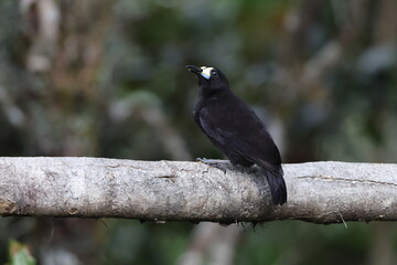 The short-tailed paradigalla (Paradigalla brevicauda) is a species of bird-of-paradise. This photo was taken in Papua new guinea.